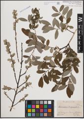 Foto von Salix cinerea L. x Salix repens L.